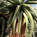 Aloe marlothii