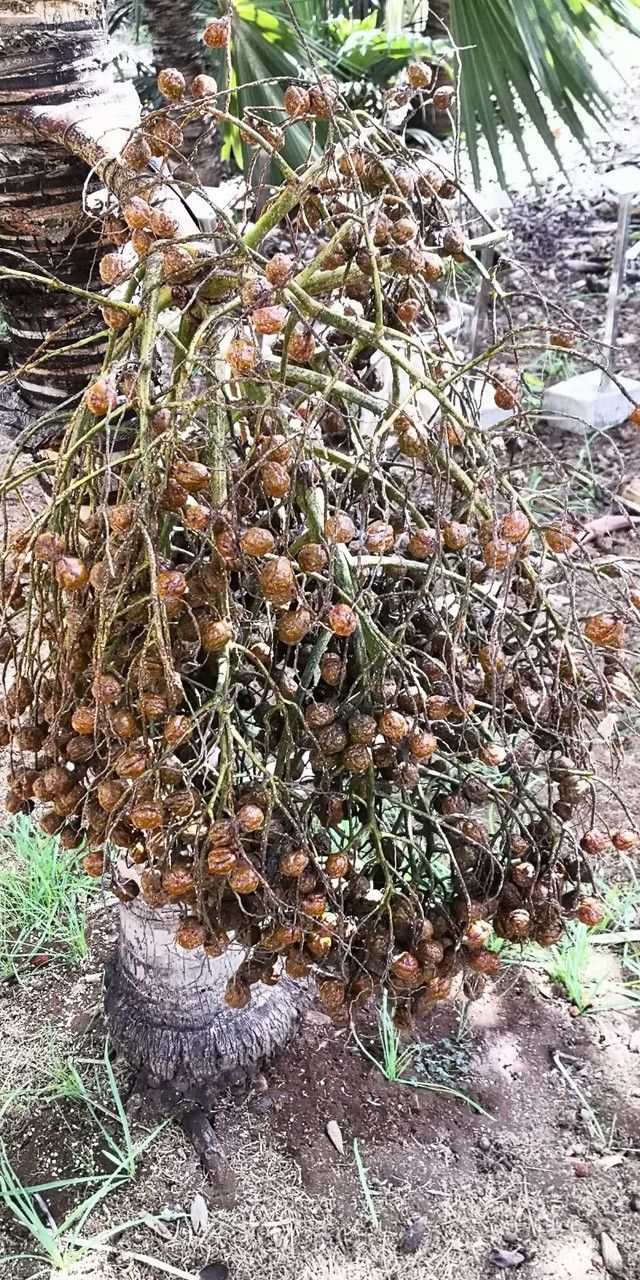 Hyophorbe indica fruit