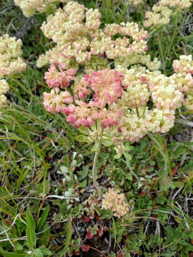 Eriogonum ursinum — search result for 'Eriogonum'