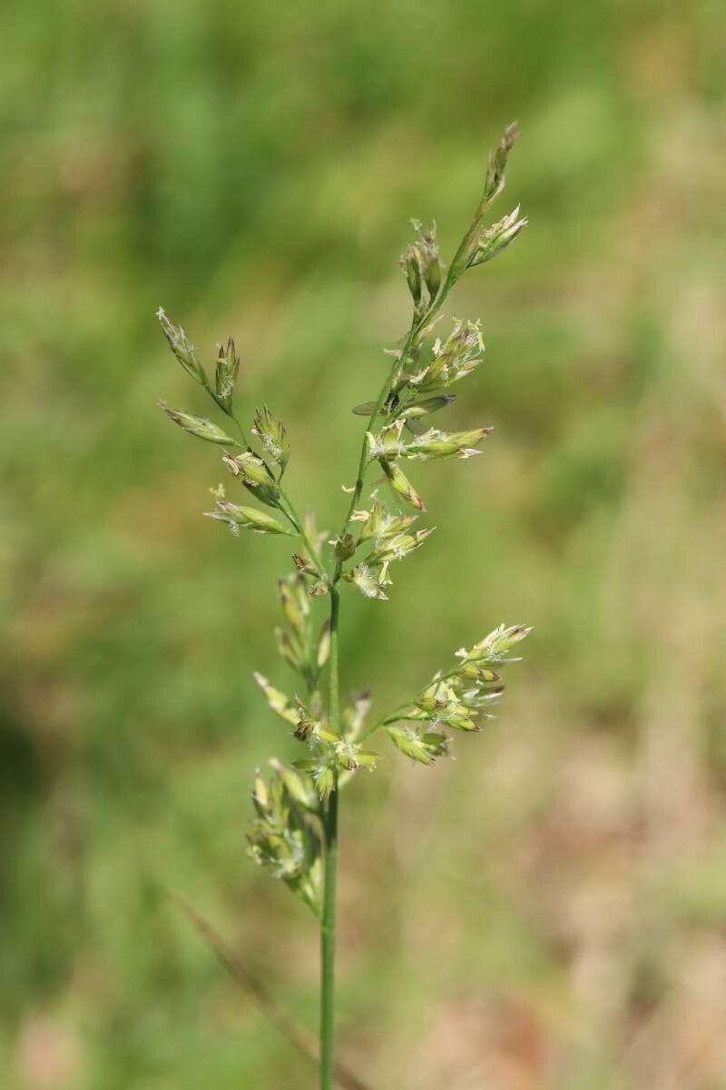 Poa nipponica — search result for 'Poa'