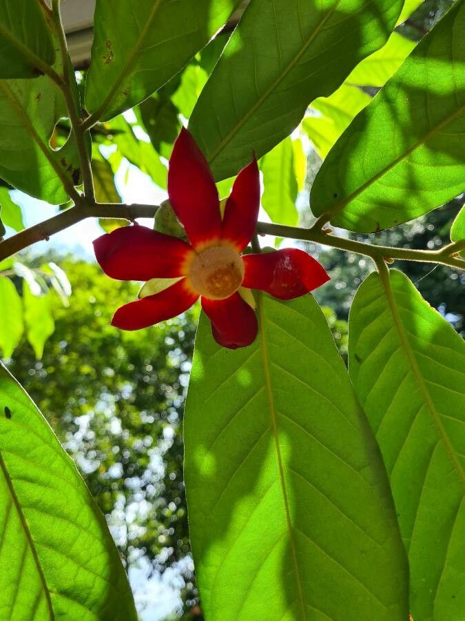 Uvaria grandiflora flower