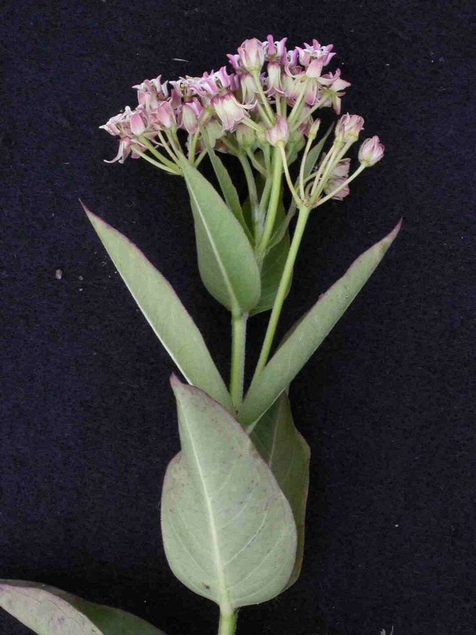 Asclepias mellodora leaf