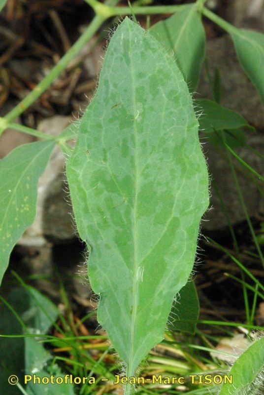 Hieracium atropictum leaf