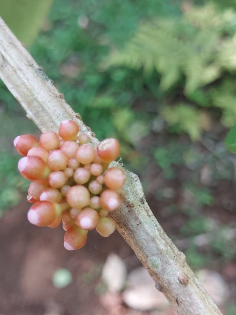 Medinilla humbertiana flower
