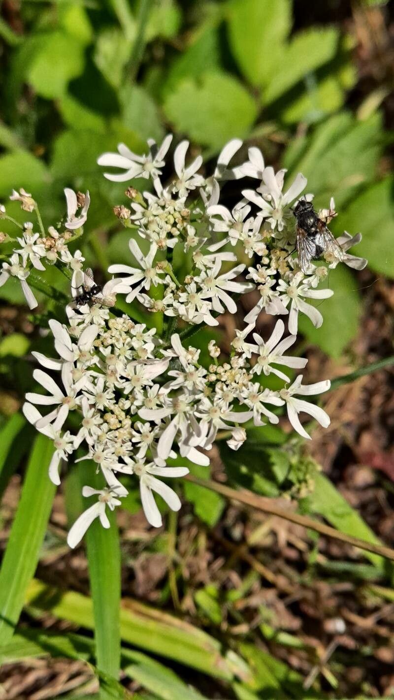Heracleum austriacum flower
