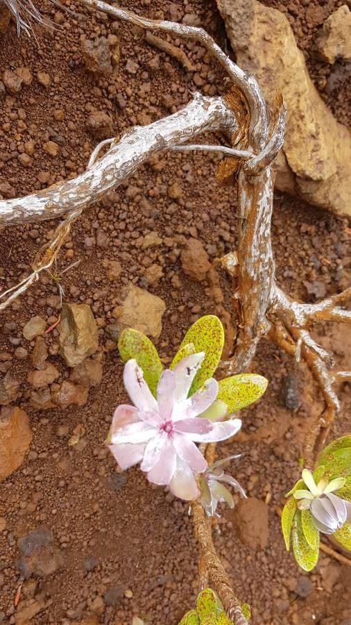Melaleuca dawsonii other