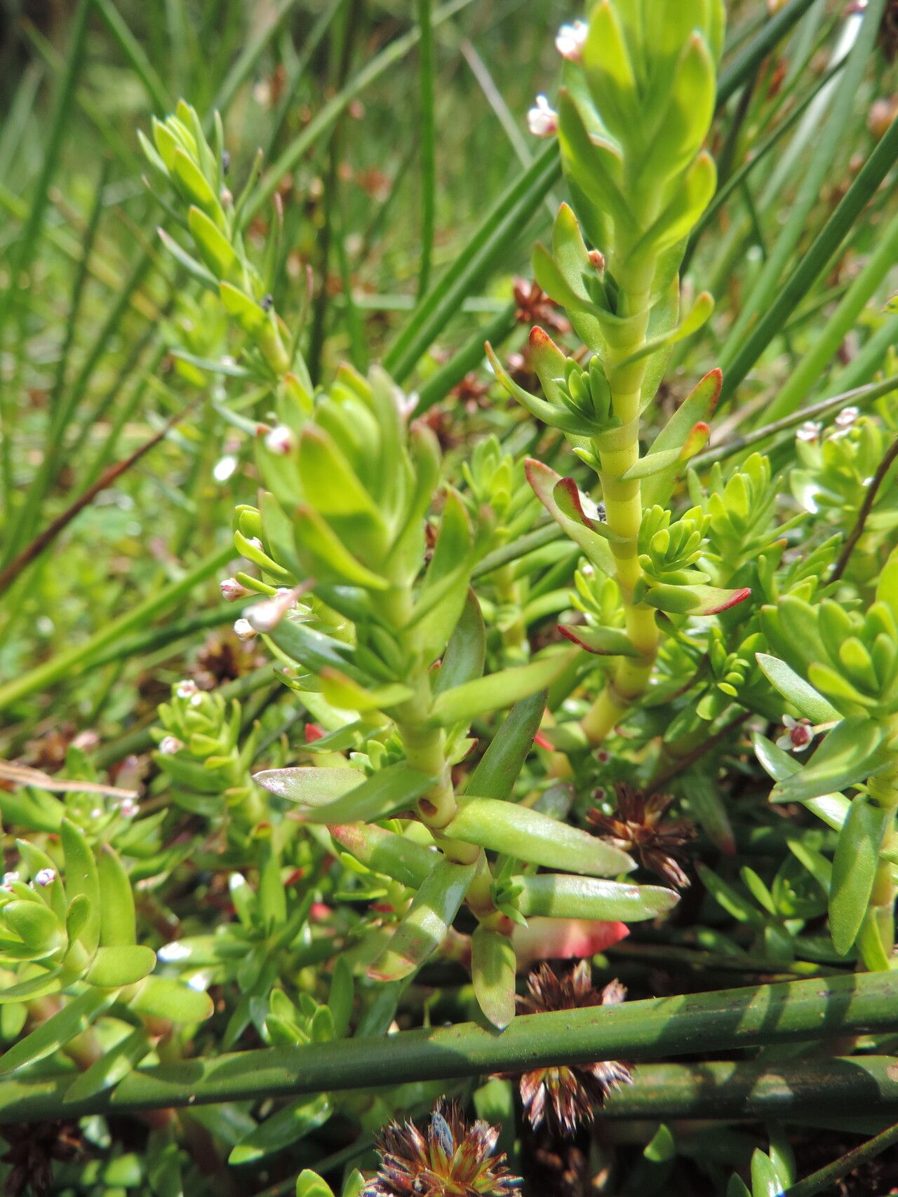 Crassula granvikii — houseplant care guide