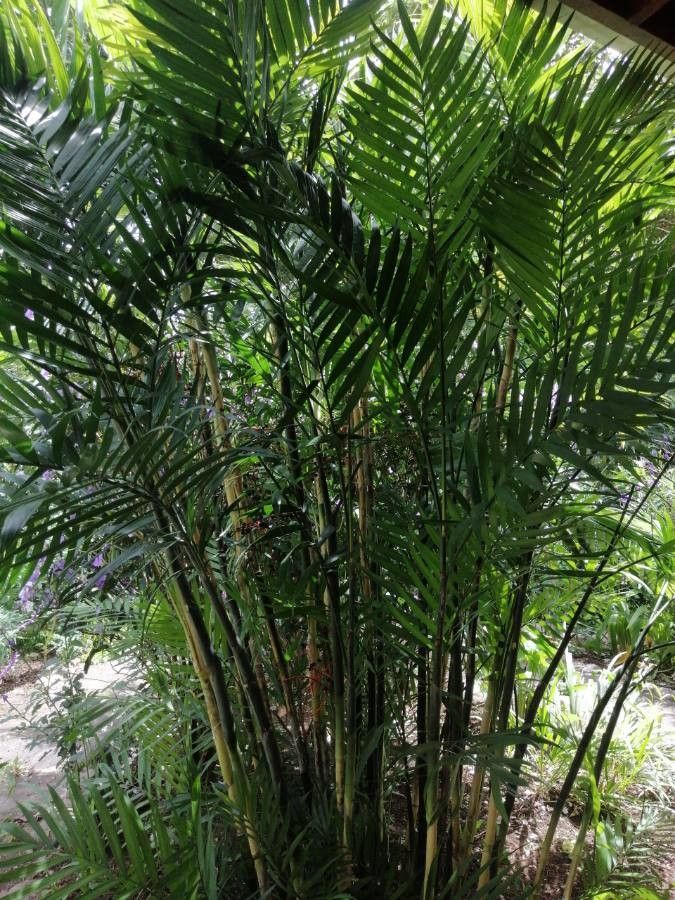 Chamaedorea costaricana flower