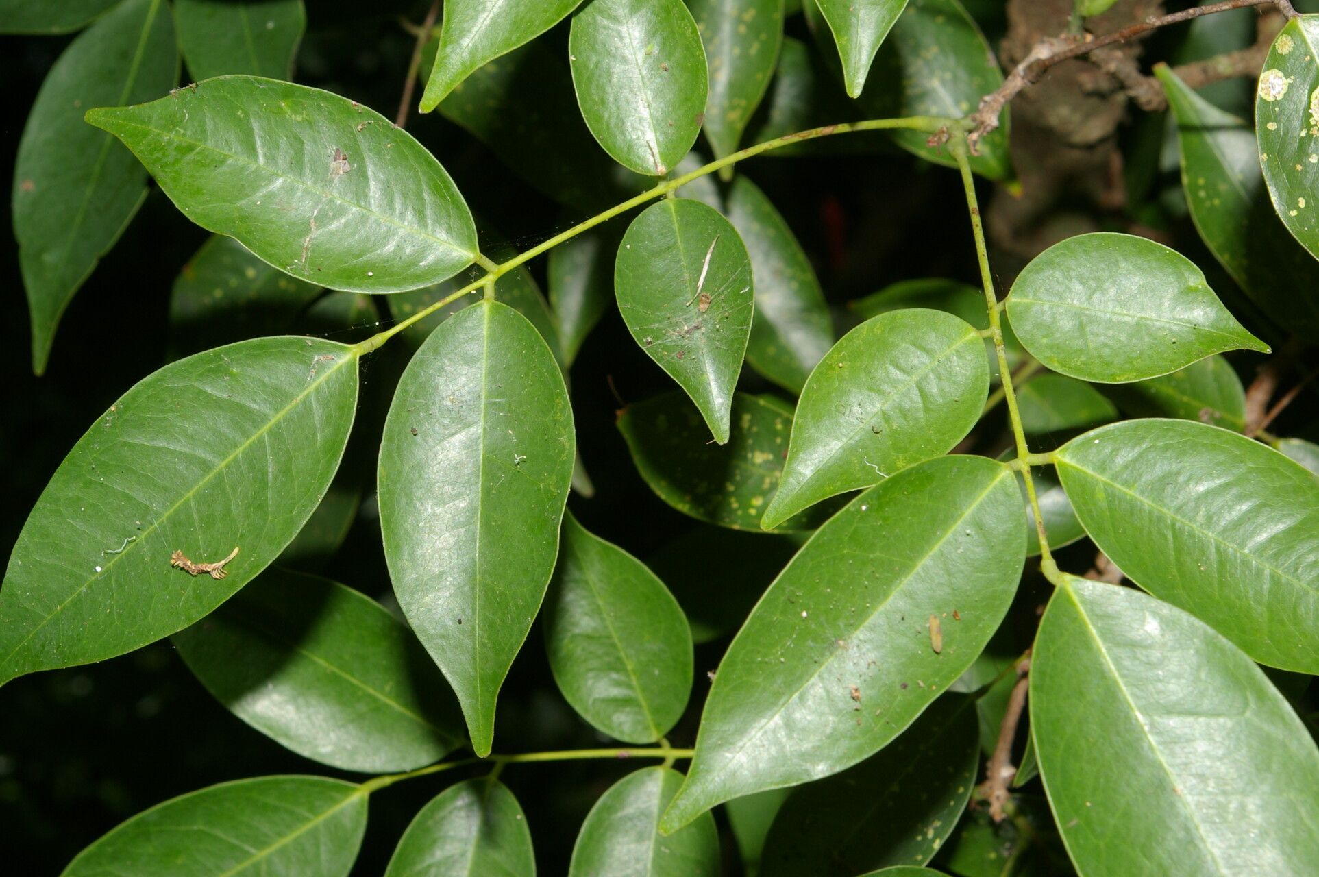 Rourea glabra — houseplant care guide