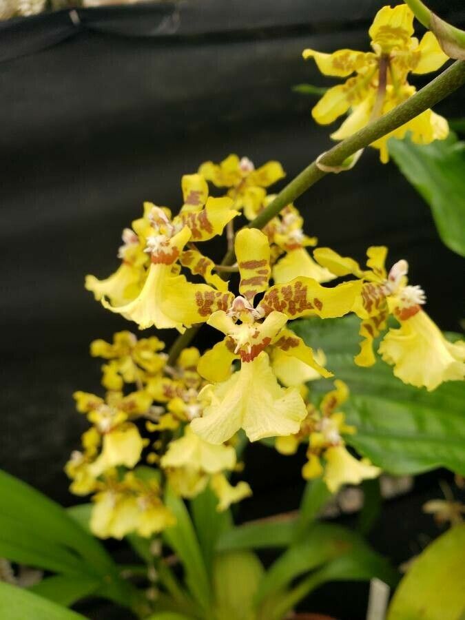 Gomesa colorata flower