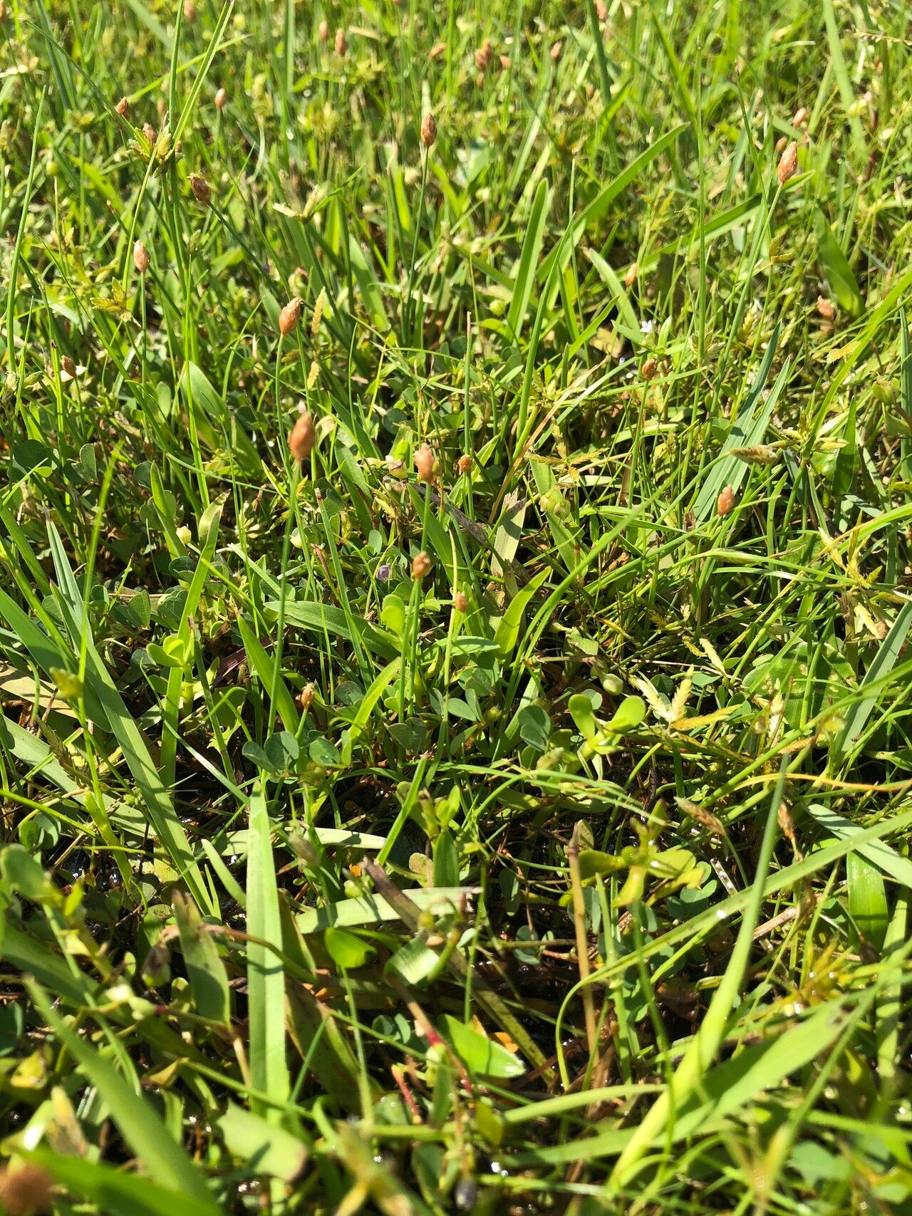 Fimbristylis schoenoides habit