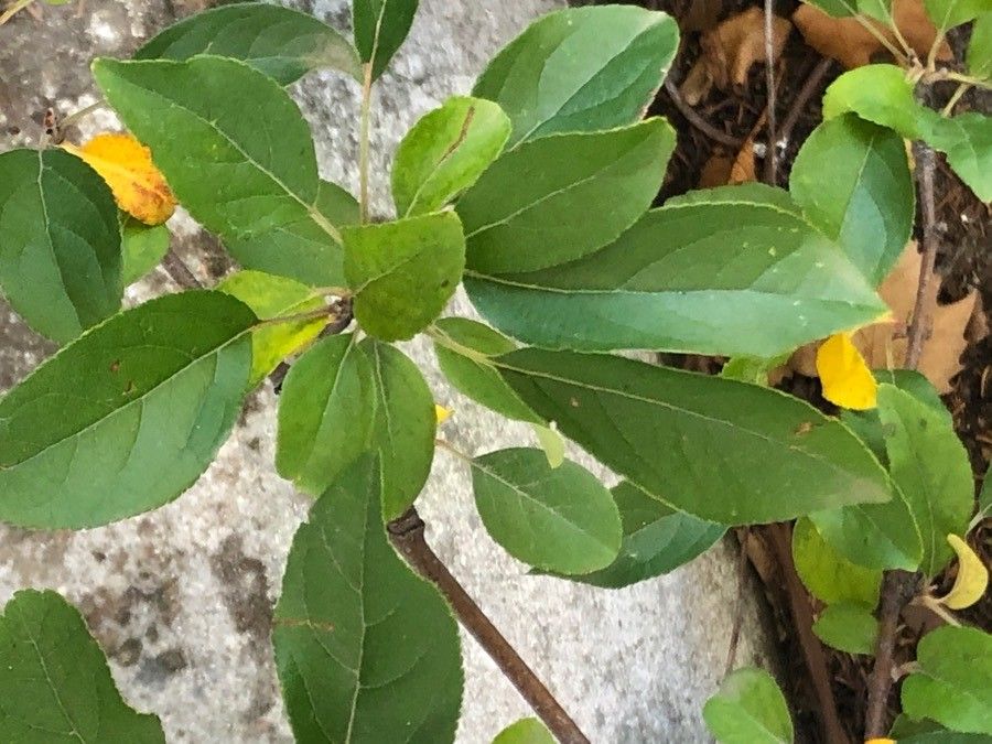 Malus × robusta leaf