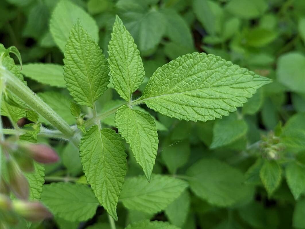 Salvia miltiorrhiza — houseplant care guide