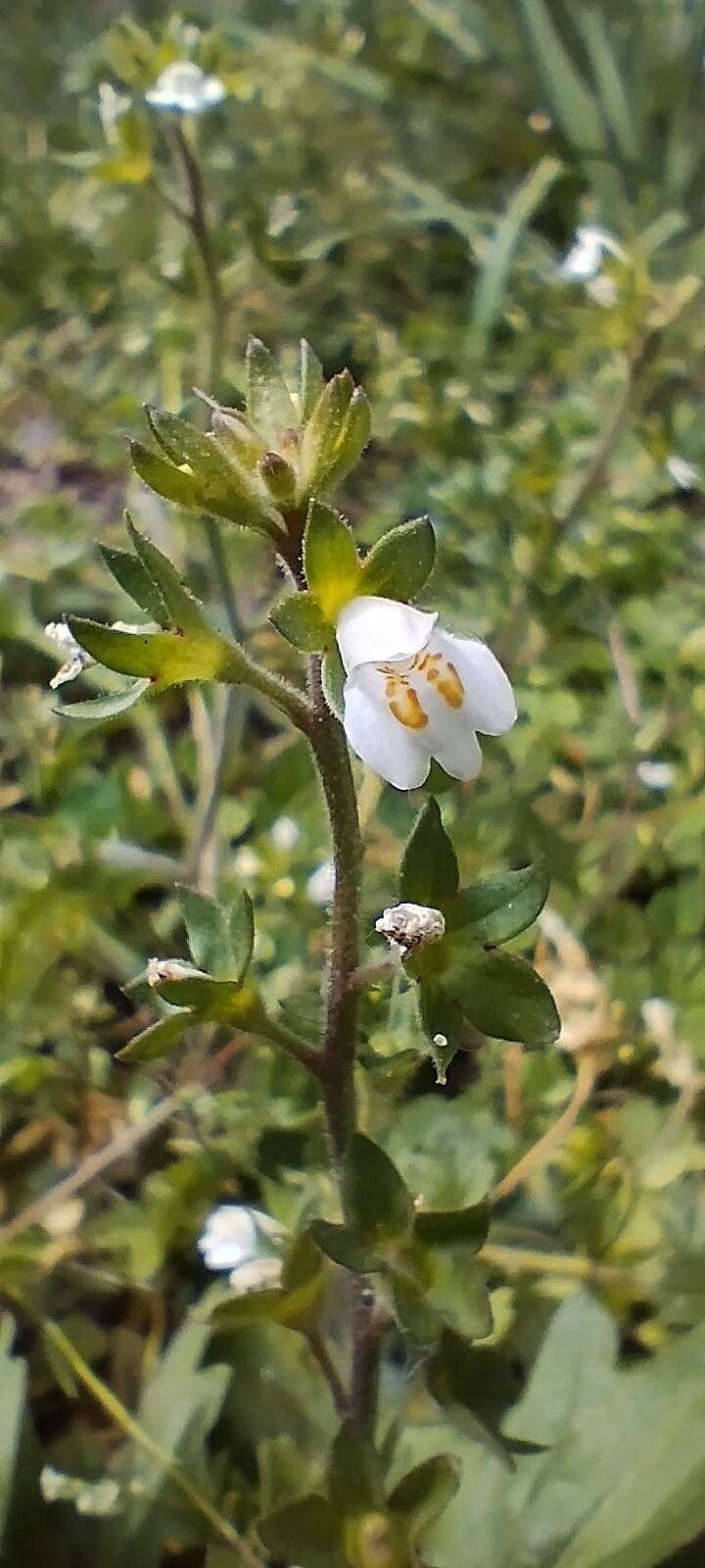 Mazus surculosus flower