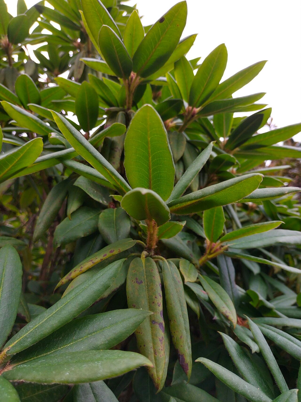 Rhododendron pachytrichum — houseplant care guide
