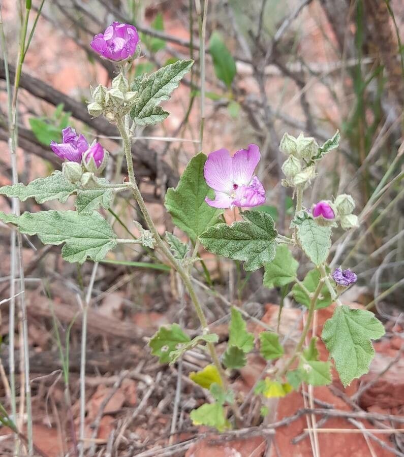 Sphaeralcea brevipes habit