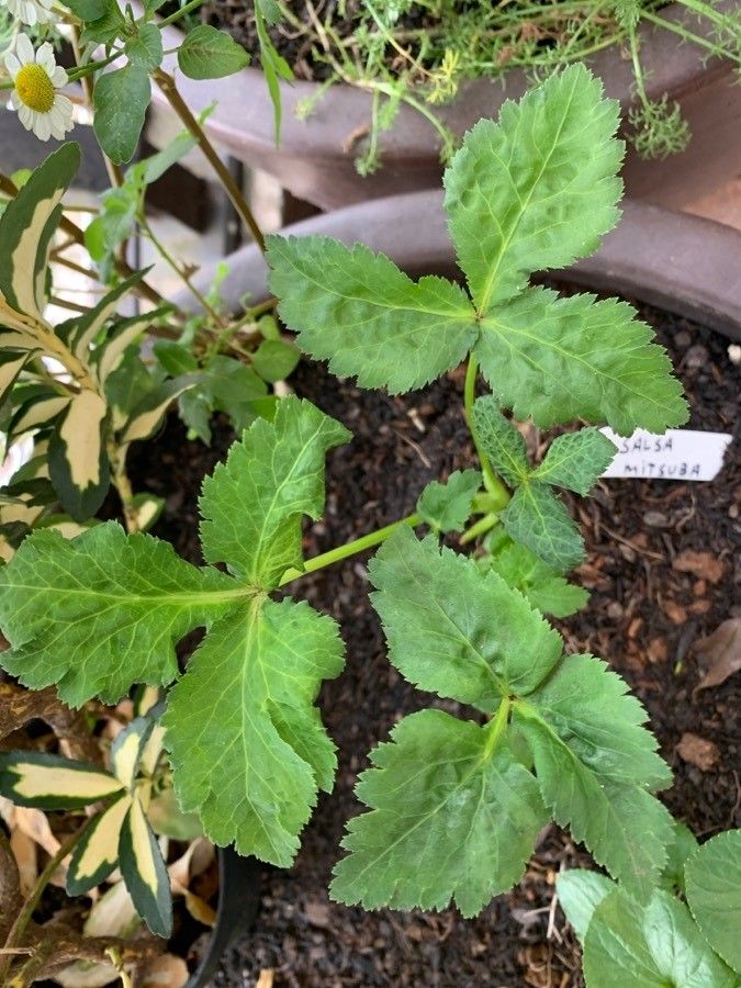 Cryptotaenia japonica leaf