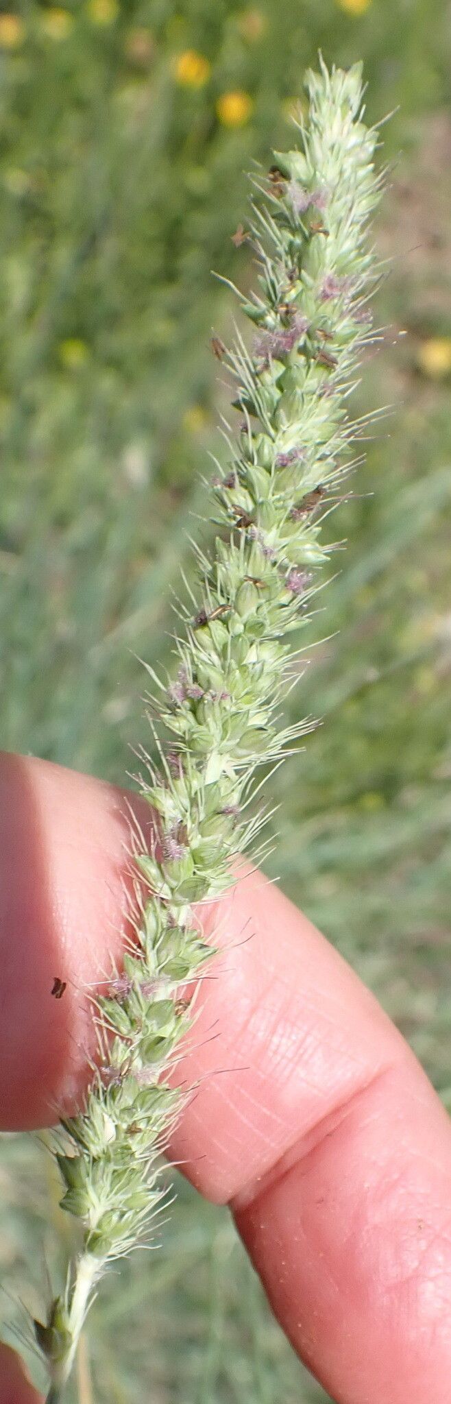 Setaria incrassata fruit