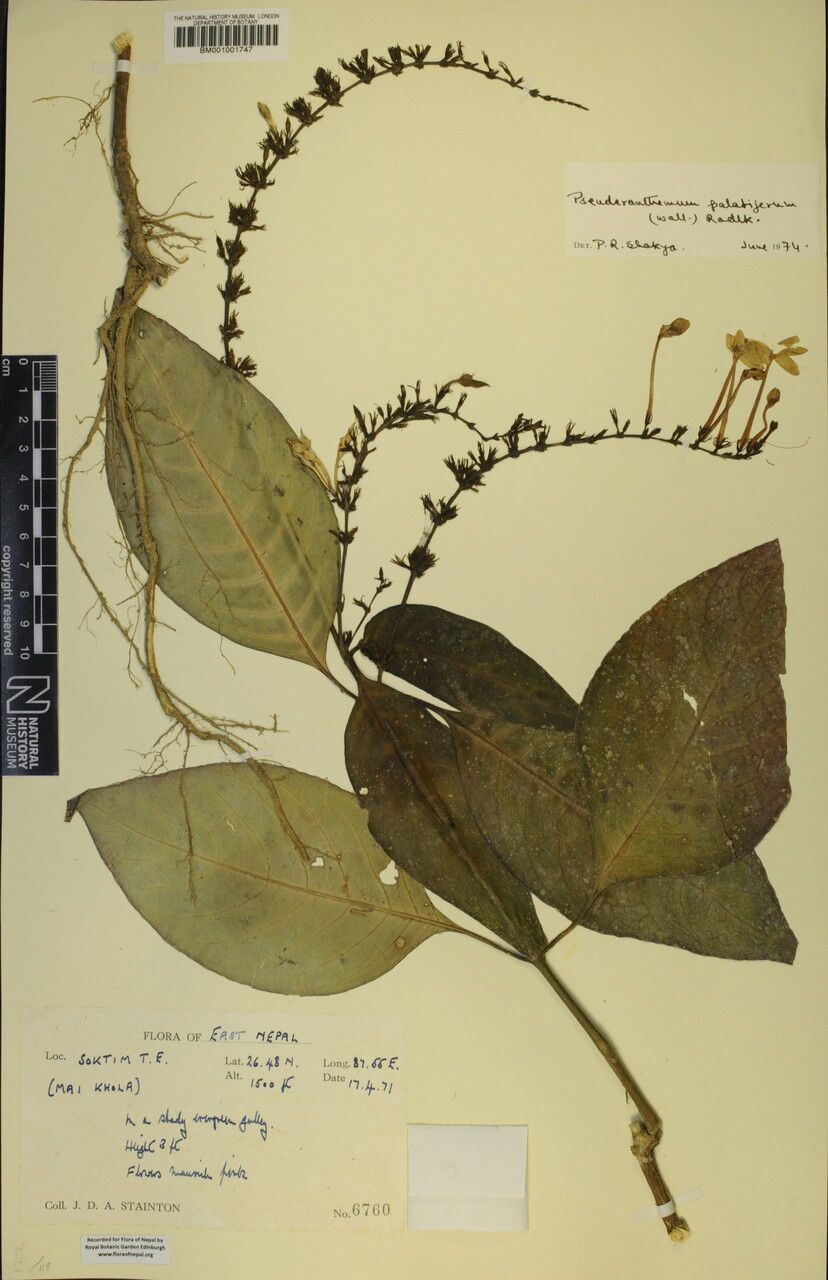 Pseuderanthemum latifolium other