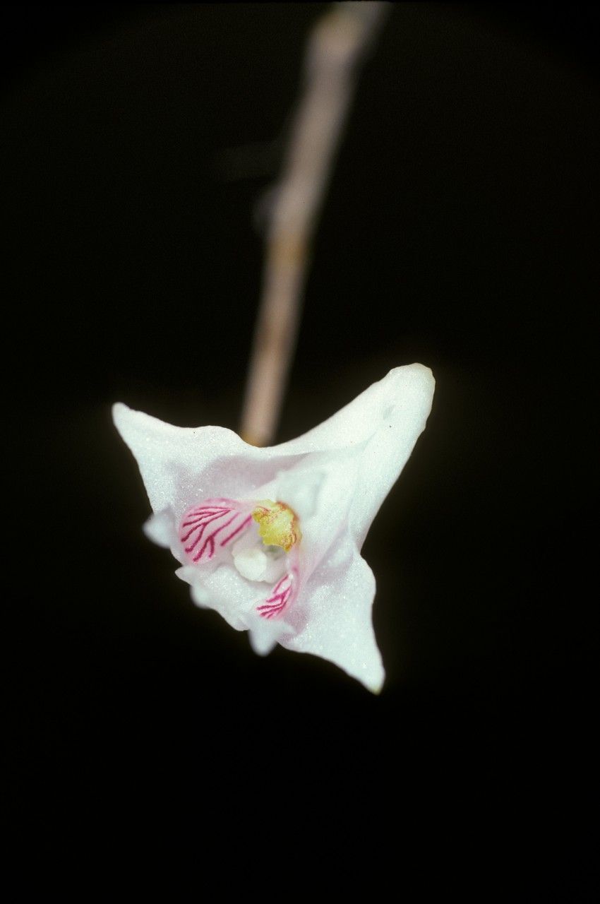 Dendrobium truncatum flower