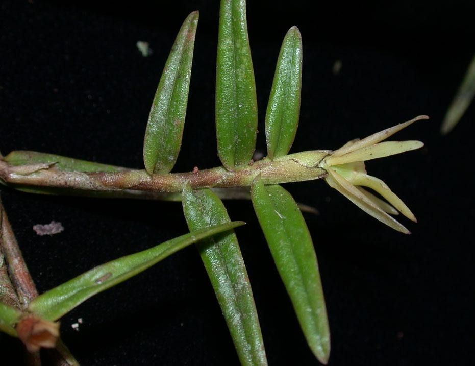 Epidendrum isomerum bark