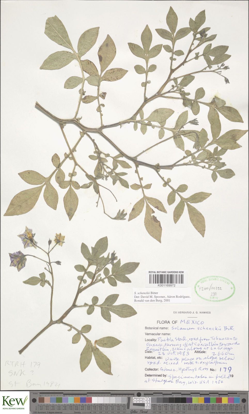 Solanum schenckii — houseplant care guide