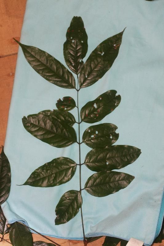 Vouacapoua americana — houseplant care guide