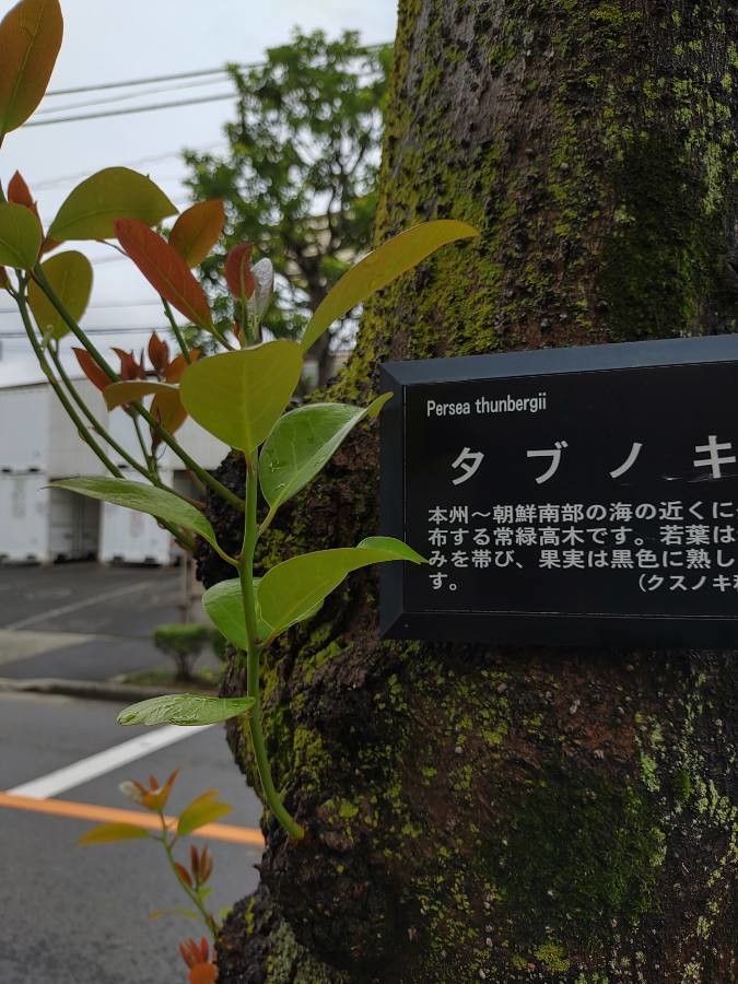 Machilus thunbergii — search result for 'Lauraceae'