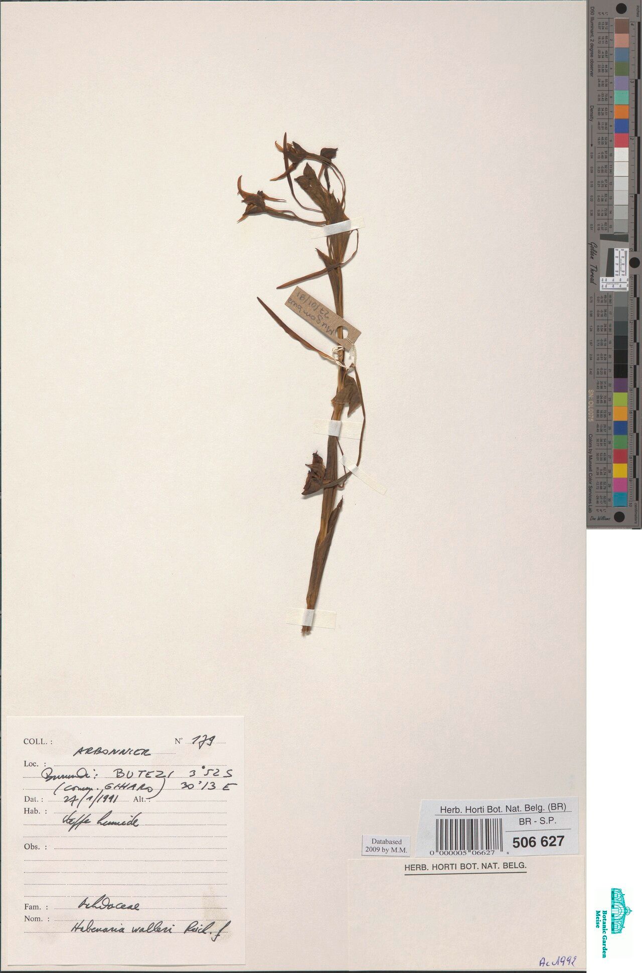 Habenaria walleri — houseplant care guide