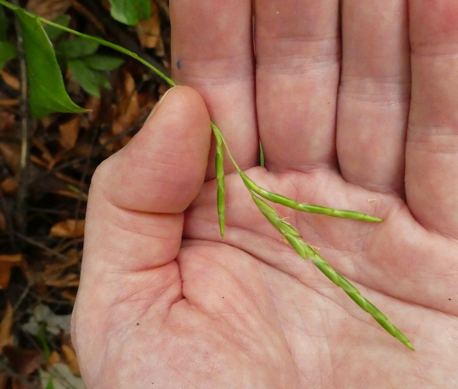 Guaduella oblonga flower