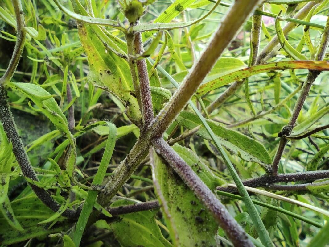 Melampyrum barbatum bark