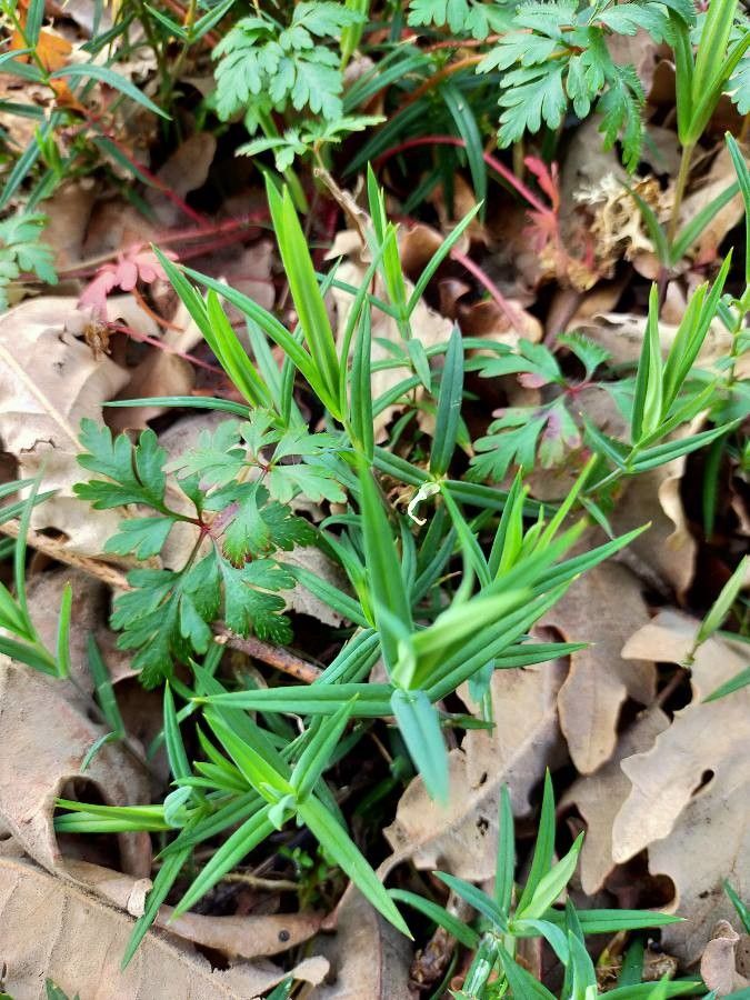 Moehringia ciliata — related species from the same genus