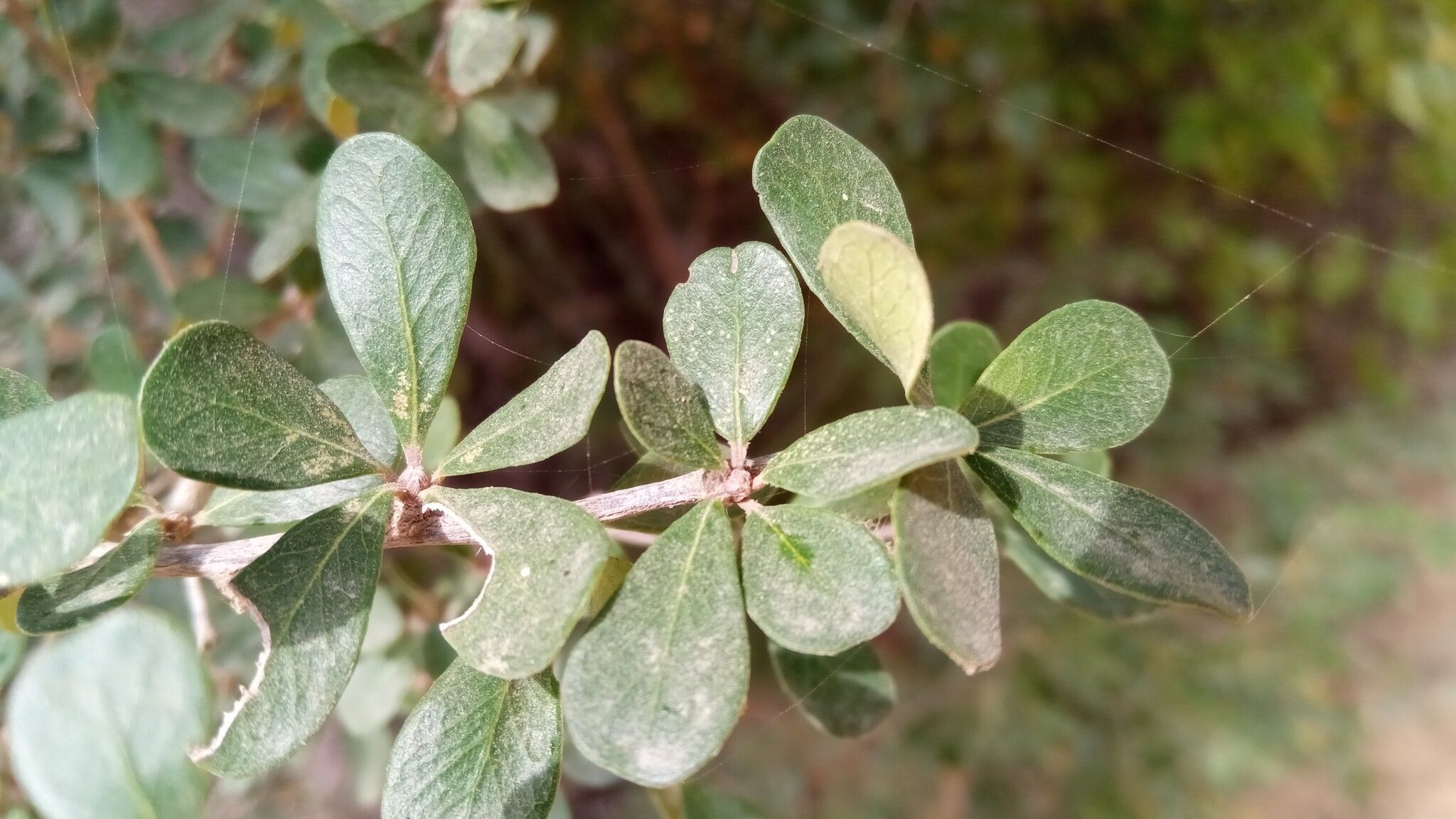 Terminalia ulexoides leaf