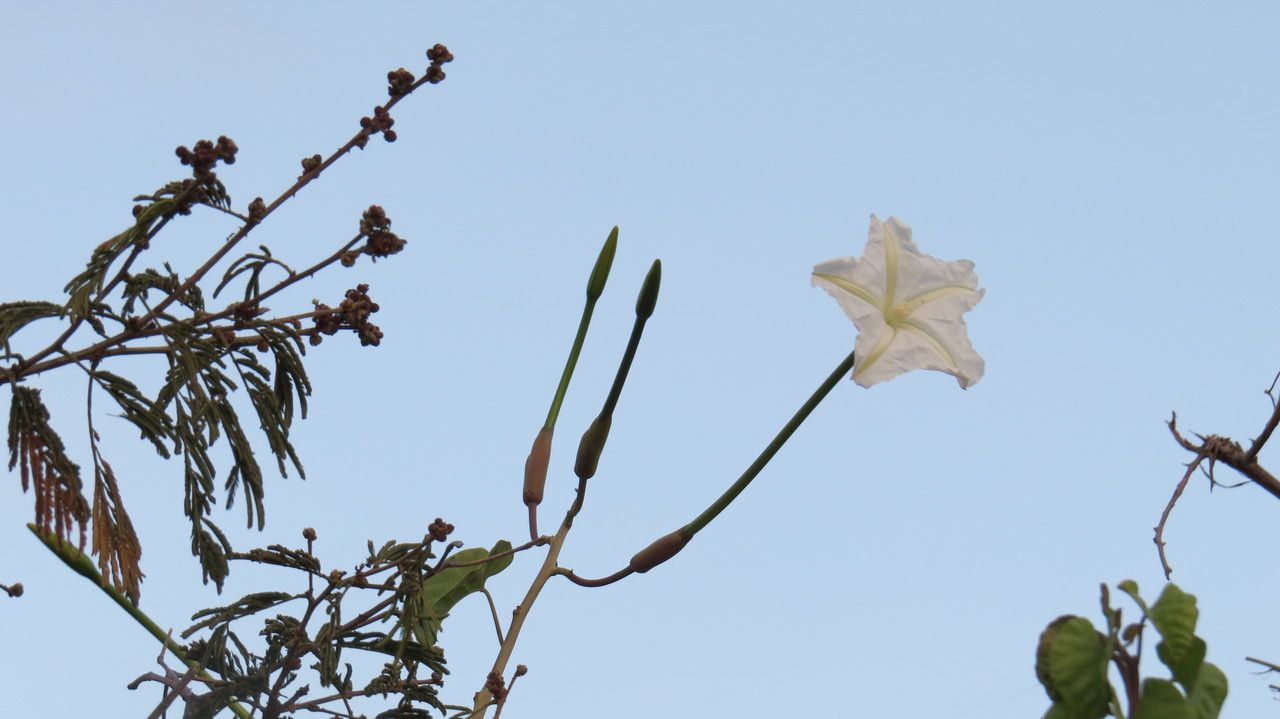 Ipomoea stenosiphon other
