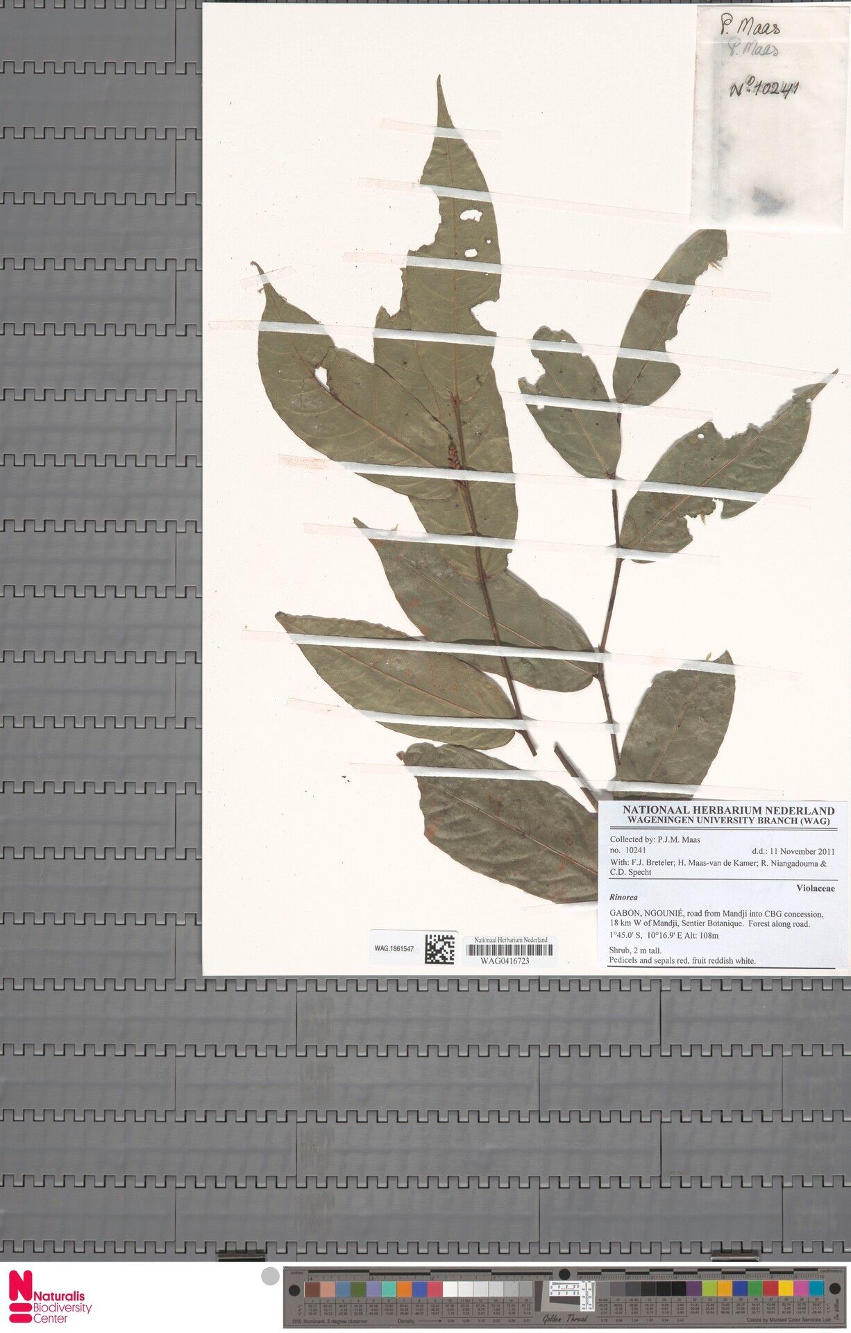 Rinorea apertior — houseplant care guide