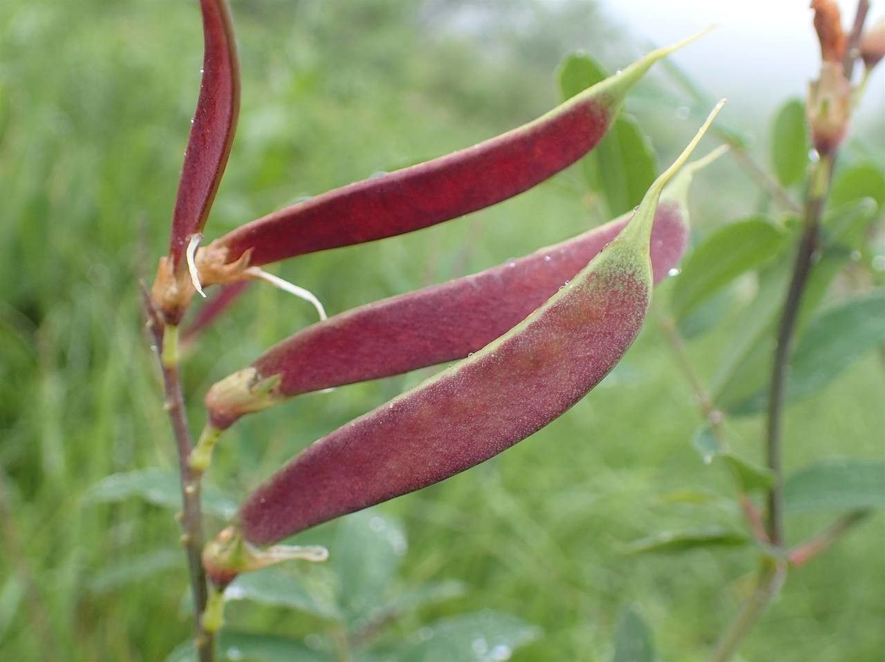 Lathyrus laevigatus fruit