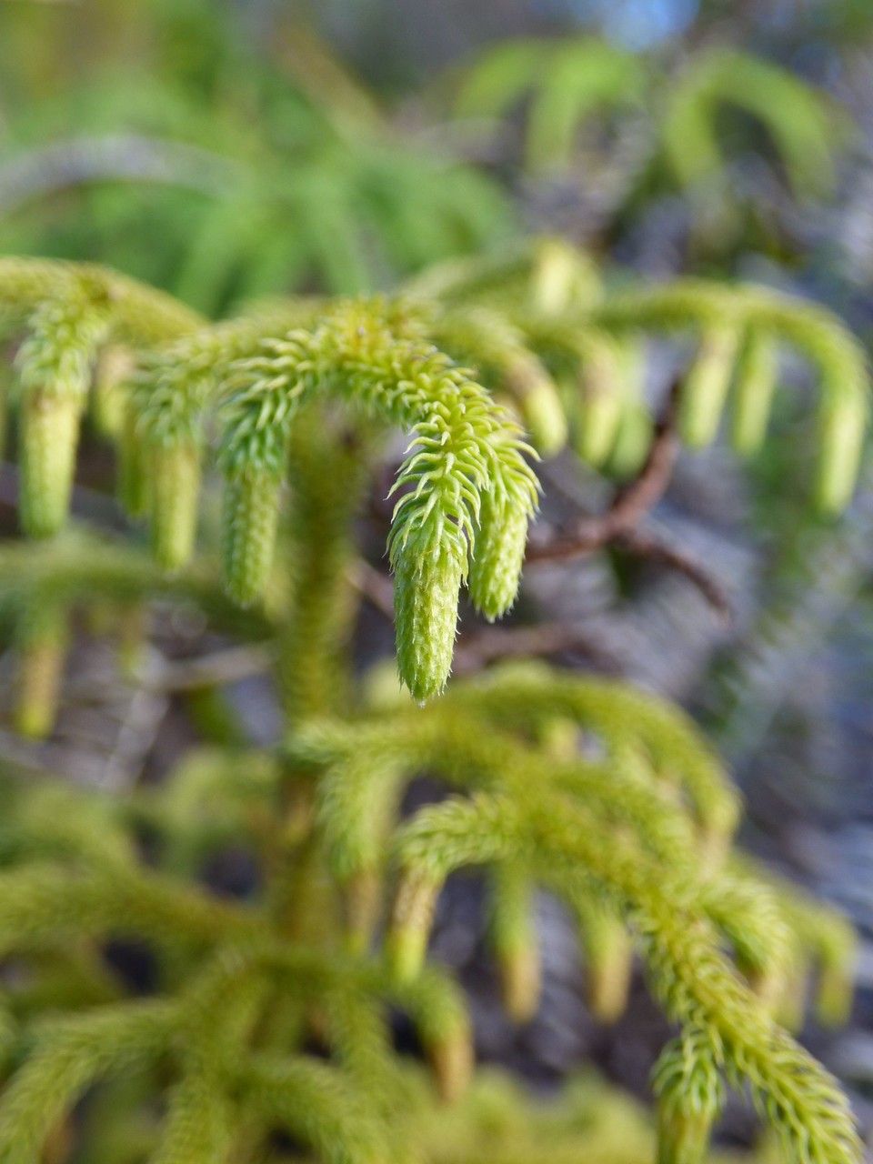Lycopodiella cernua fruit