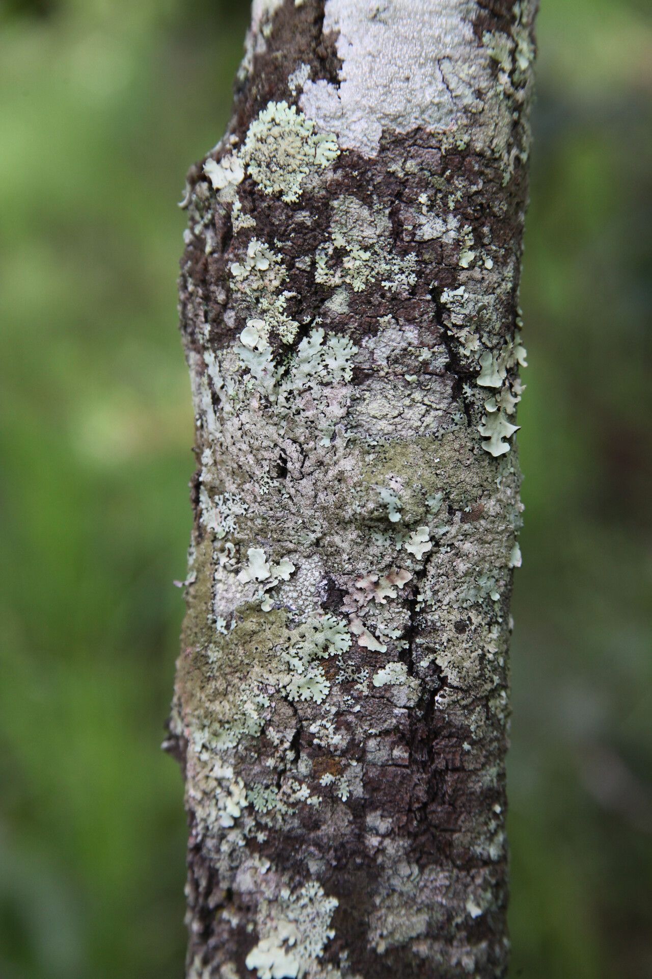 Protea angolensis bark