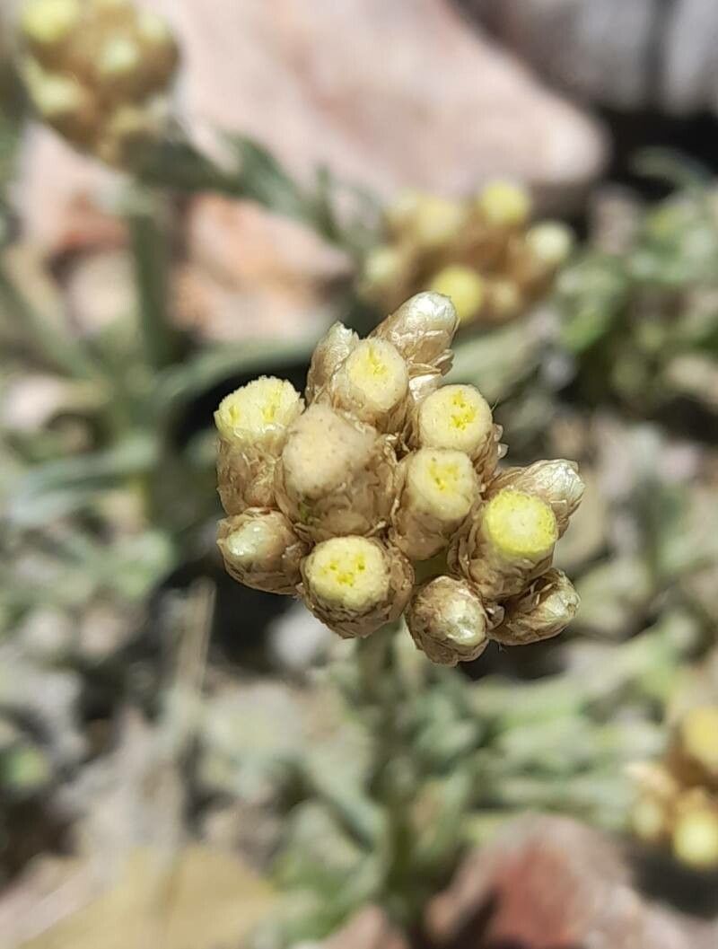 Pseudognaphalium viravira flower