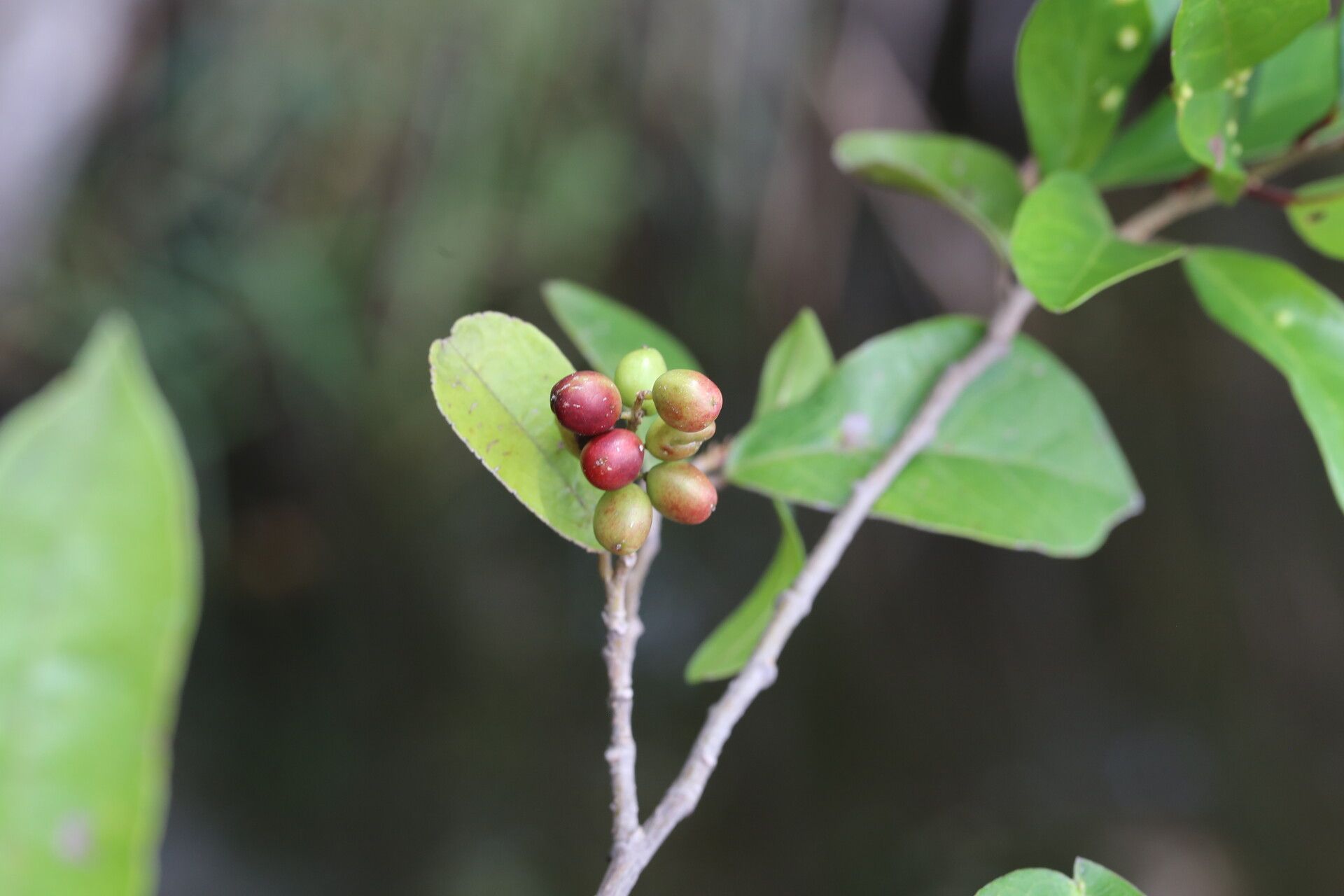 Antidesma rufescens fruit