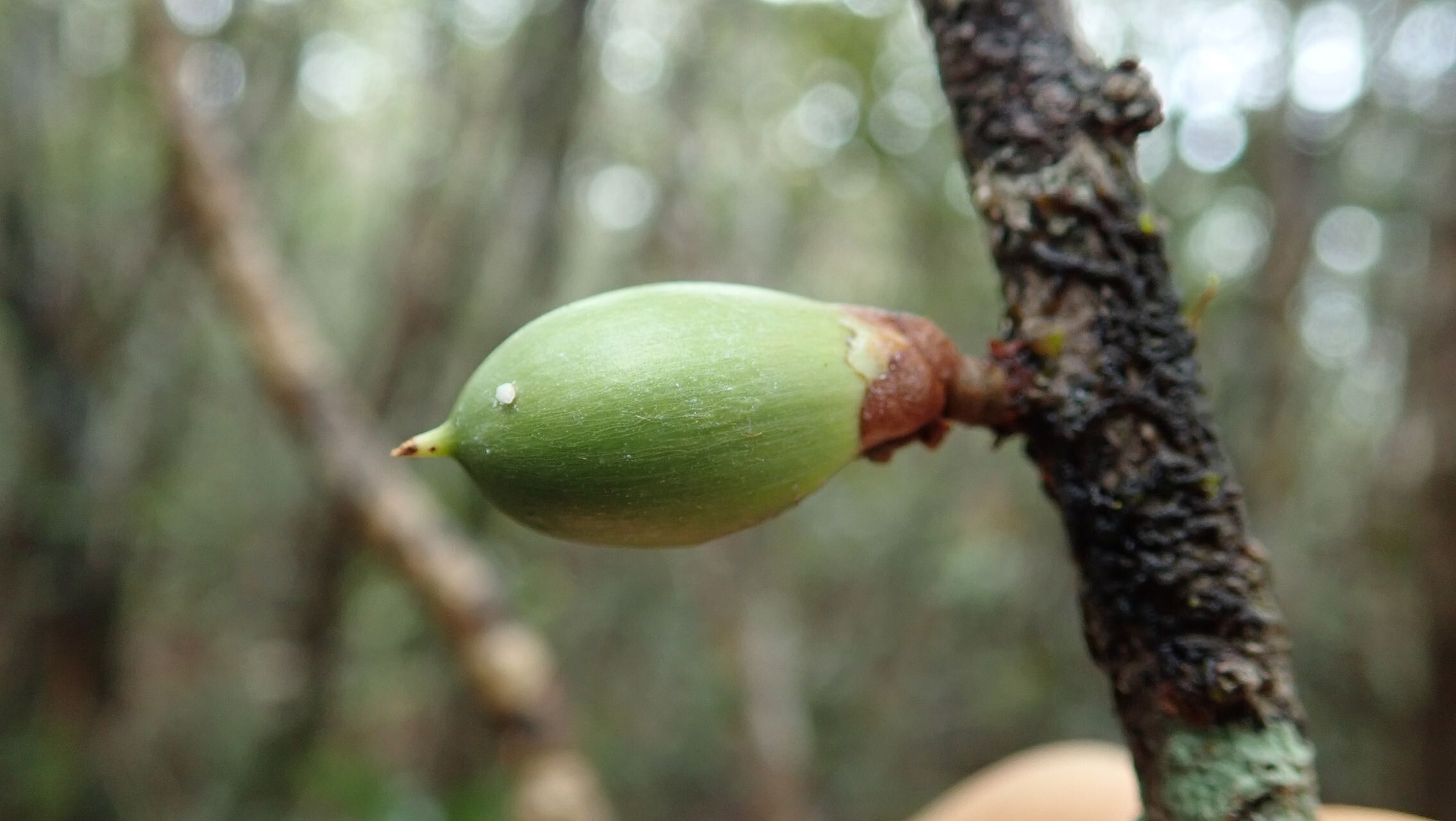 Pycnandra lissophylla fruit
