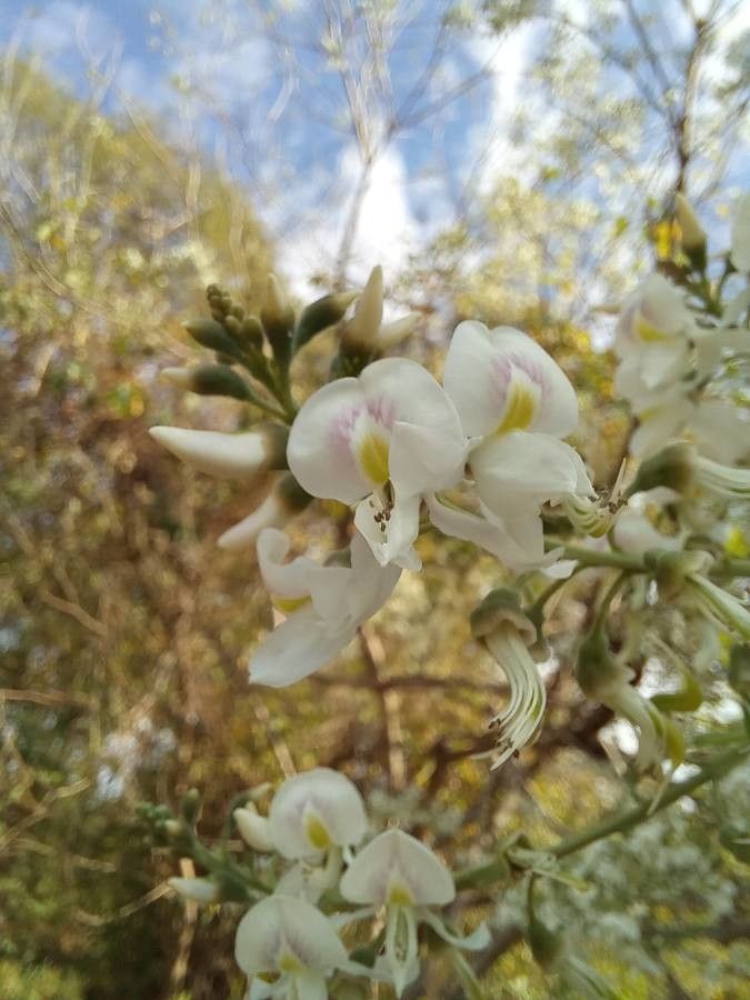 Myrospermum frutescens flower