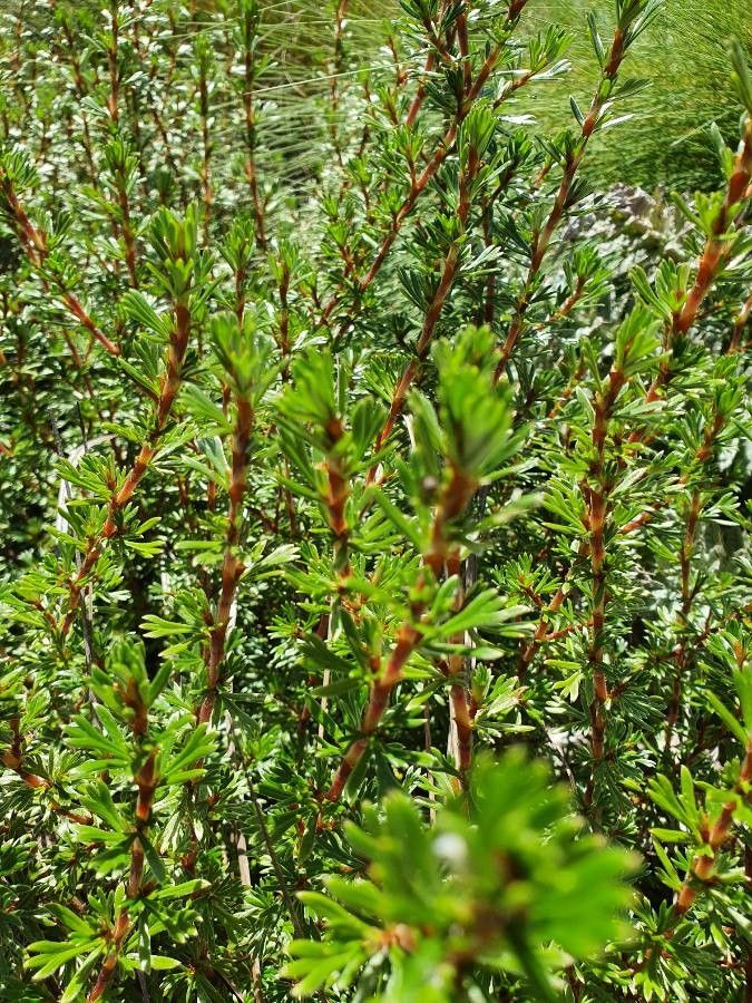 Alchemilla argyrophylla — search result for 'Alchemilla'