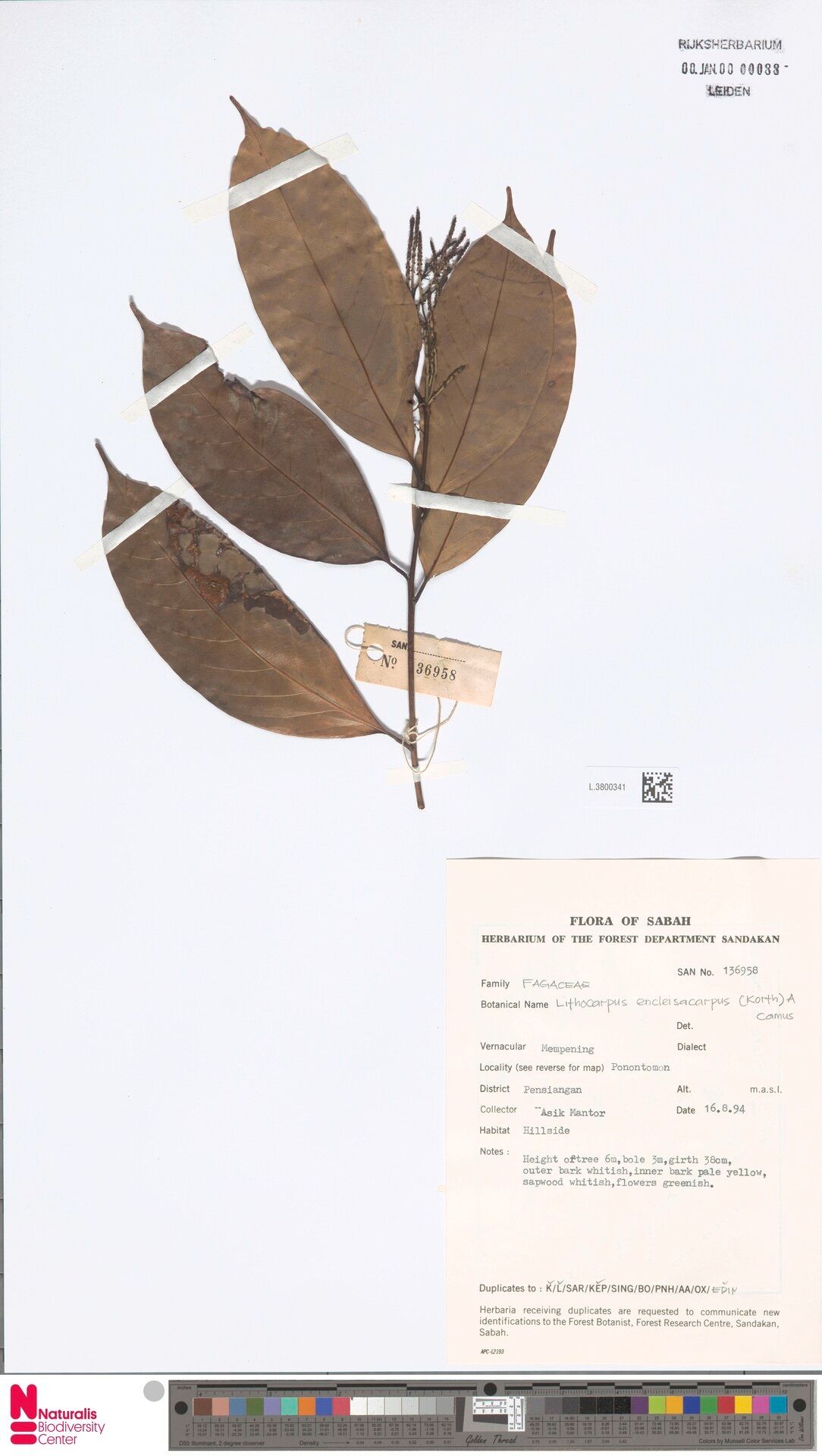 Lithocarpus encleisacarpus — search result for 'Lithocarpus'