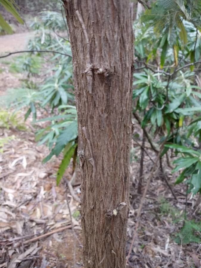 Bedfordia arborescens bark