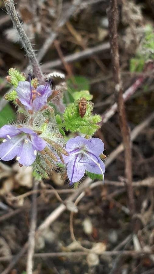 Phacelia distans flower