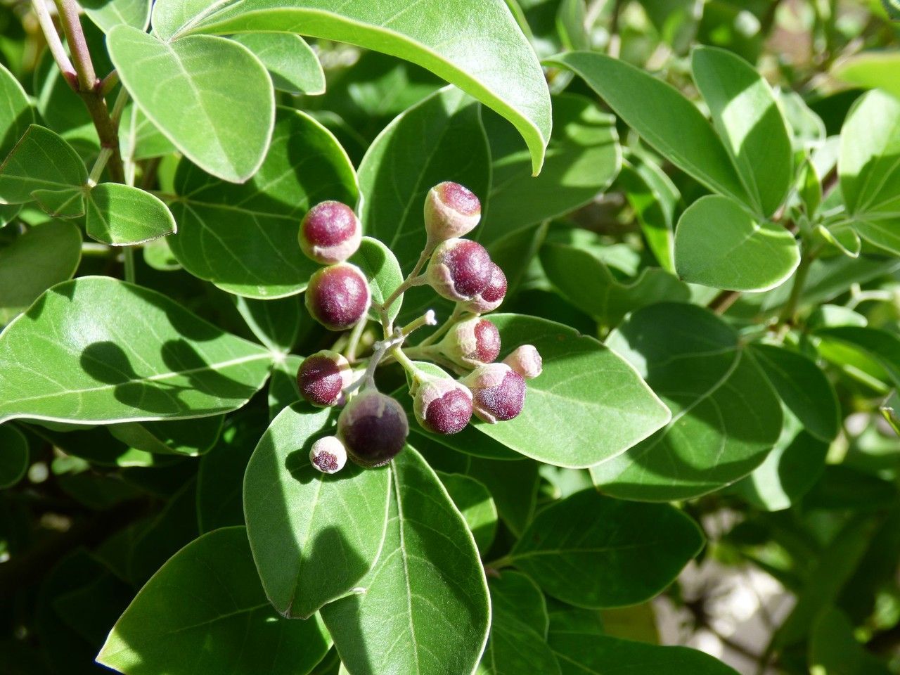 Vitex trifolia fruit