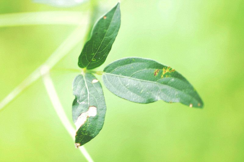 Centrosema brasilianum leaf