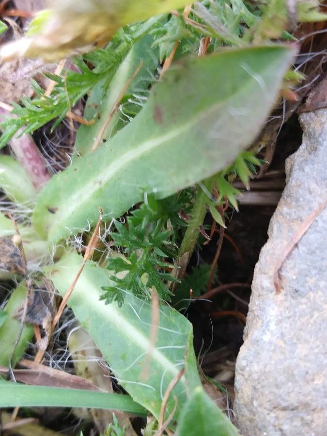 Pilosella lactucella leaf