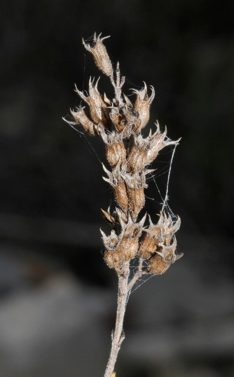 Satureja montana fruit